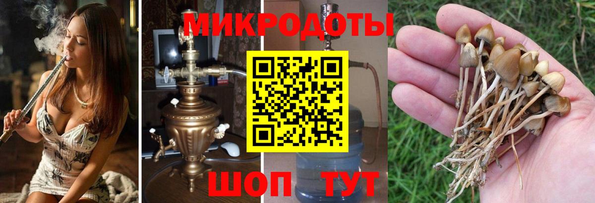 Галлюциногенные грибы Psilocybine cubensis  Апатиты 